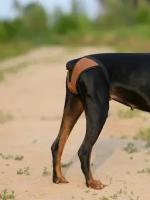 Трусы для собак многоразовые, р.L (талия 33-52,глубина 40) цвет коричневый