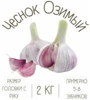 Чеснок Озимый 2 кг