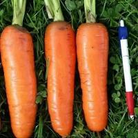 Коллекционные семена моркови Тангерина F1