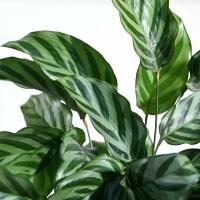 Калатея Фредди (Calathea Freddie) D6см