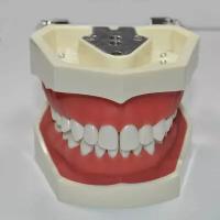 Стандартные стоматологические зубы модели для практики техника со съемной учебной резинкой tepodont