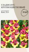 Гладиолус крупноцветковый Васто, луковицы многолетних цветов