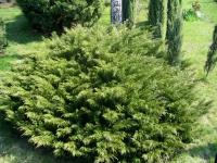 Можжевельник Казацкий Мас (Juniperus sabina) Саженец/40-50 см./4 года/10л/Закрытая (ЗКС)