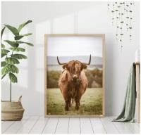 Постер без рамки "Ирландский бык" 40 на 50 в тубусе / Картина для интерьера / Плакат / Постер на стену / Интерьерные картины
