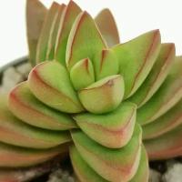 Крассула Бенджамин (лат. Crassula Benjamin) D5см