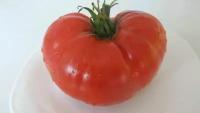 Коллекционные семена томата Сердцевидный Брендивайн