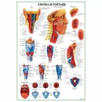 Строение глотки и гортани, плакат ламинированный А1
