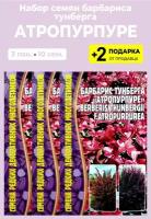 Семена Барбарис Тунберга "Атропурпуре", 3 упаковки + 2 подарка