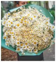 Букет Ромашек, ассорти 201 шт, красивый букет цветов, шикарный, цветы премиум