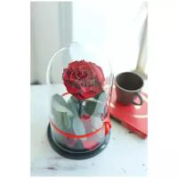 Стабилизированная роза в колбе Therosedome Premium ХИТ 11 см