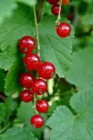 Смородина красная (лат. Ribes rubrum) семена 25шт