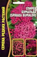 Семена Спиреи Бумальда (Spiraea Bumaldii) (0,01г)-Семена редких растений