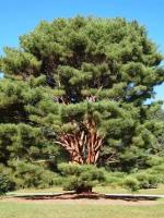 Семена Сосна густоцветная (красная японская) / Pinus densiflora, 15 штук