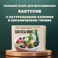 Набор для выращивания суккулентов с натуральными камнями Кактусы Микс