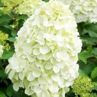 Гортензия метельчатая Hydrangea paniculata HERCULES (Метельчатая гортензия Геркулес), саженцы