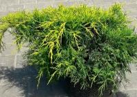 Можжевельник Средний Олд Голд (Juniperus pfitzeriana) Саженец/20-30 см./2 года/2л/Закрытая (ЗКС)