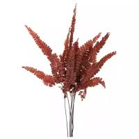 Папортник "Felci Fern Red" (15-25)