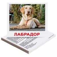 Обучающие карточки Вундеркинд с пеленок "Породы собак", 20 карточек Домана с фактами и заданиями