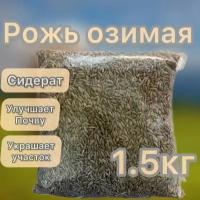 Рожь озимая посевная сидерат 1,5 кг