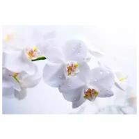 Постер на холсте Белые орхидеи (White orchids) №1 45см. x 30см