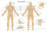 Плакат Квинг Скелет человека ламинированный 457×610 мм ≈ (А2)