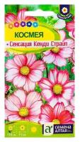 Семена цветов Космея "Сенсация" Кенди Страйп, О, цп, 0,5 г