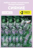 Семена Козлятник лекарственный "Сияние", 3 упаковки + 2 Подарка