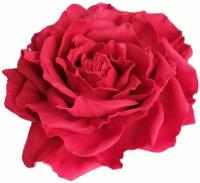 Заколка-брошь для волос/одежды/сумки крупный цветок роза пионовидная красная 0012
