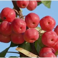 Семена Яблоня Ягодная Манчжурская (Malus baccata) 5 шт