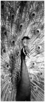 Самоклеящиеся фотообои "Портрет павлина", размер: 90x210 см, эффект: черно-белый