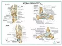 Кости и связки стопы, плакат глянцевая фотобумага от 200 г/кв. м, размер A1+