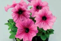 Петуния F1 Крупноцветковая Танго Сливовая, цветение ярких крупных темно-розовых с прожилками граммофонов, стойко к неблогоприятным условиям, 30 семян