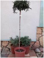 Растение саженец Можжевельник Зеал Juniperus communis 'Zeal'