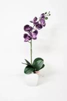 Орхидея Фаленопсис в кашпо, 60 см