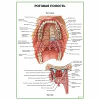 Ротовая полость, плакат ламинированный А1