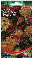 Семена комнатных цветов Колеус "Крапивка" Блюма Радуга Дом семян, Мн, 130 шт