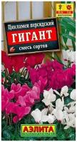 Цикламен персидский Гигант, смесь окрасок 3шт / семена цветов комнатных