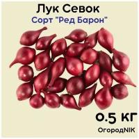 Лук Севок сорт "Ред Барон"0,5