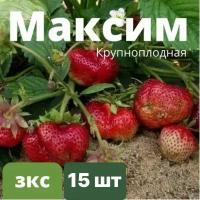 Клубника Крупноплодная "Максим" 15 штук саженцев