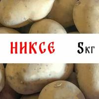 Семенной картофель сорта "Никсе" 5кг, клубни