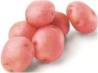 Картофель "Розара", 2 кг в сетке. Посадочно-огородный семенной селекционный картофель очень высокого качества, подходит для хранения на зиму