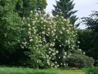 Сирень пекинская (лат. Syringa pekinensis) семена 15шт + подарочек