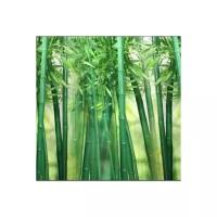 Фотообои «Бамбуковая роща»