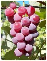 Виноград Лидия (лат. Vitis labrusca Vitis vinifera) семена 5шт