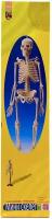 Анатомический набор Edu toys SK046 (скелет 46см)