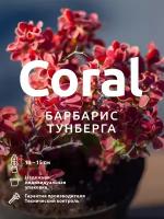 Барбарис Тунберга Коралл (Coral) красный саженец С2