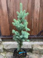 Саженец живое растение Ель колючая Блю Тотем с5 Picea pungens ' Blue Totem'