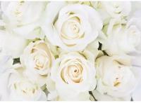 Фотообои «Белые розы» (8 листов), 280х200 см