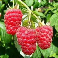 Малина Традиционная Гигант Московский (Rubus) Саженец/30-40 см./2 года/2л/Закрытая (ЗКС)