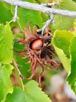 Семена Орех медвежий (Corylus colurna), 10 штук